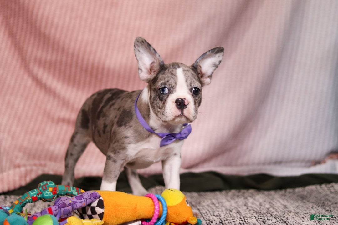 Frenchton dogs for sale: Lucy - Ad 3