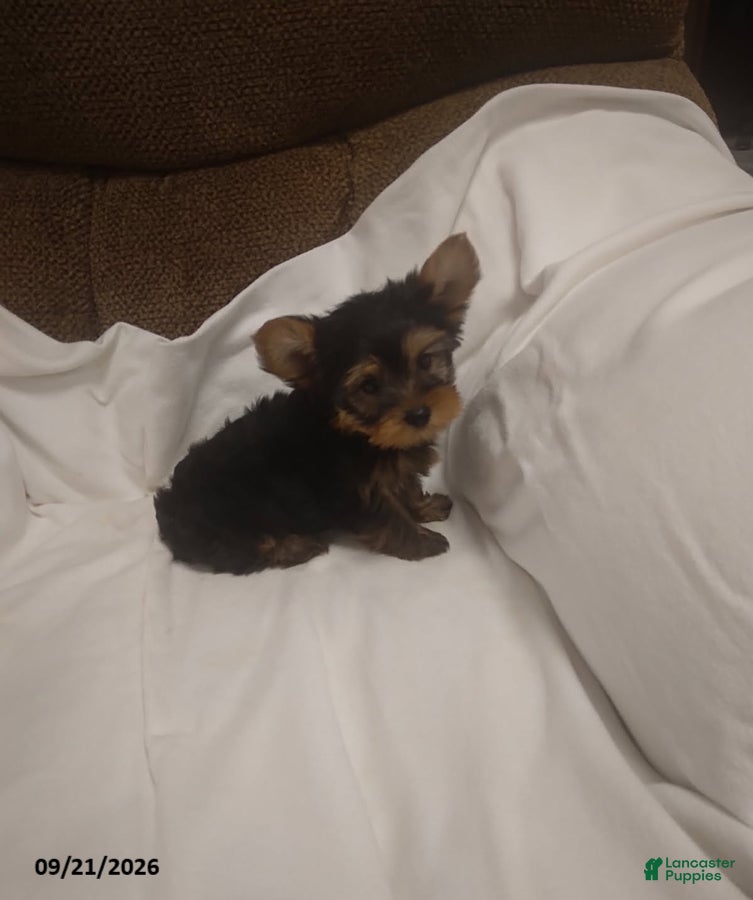 Yorkshire Terrier dogs Tulip - Ad 2