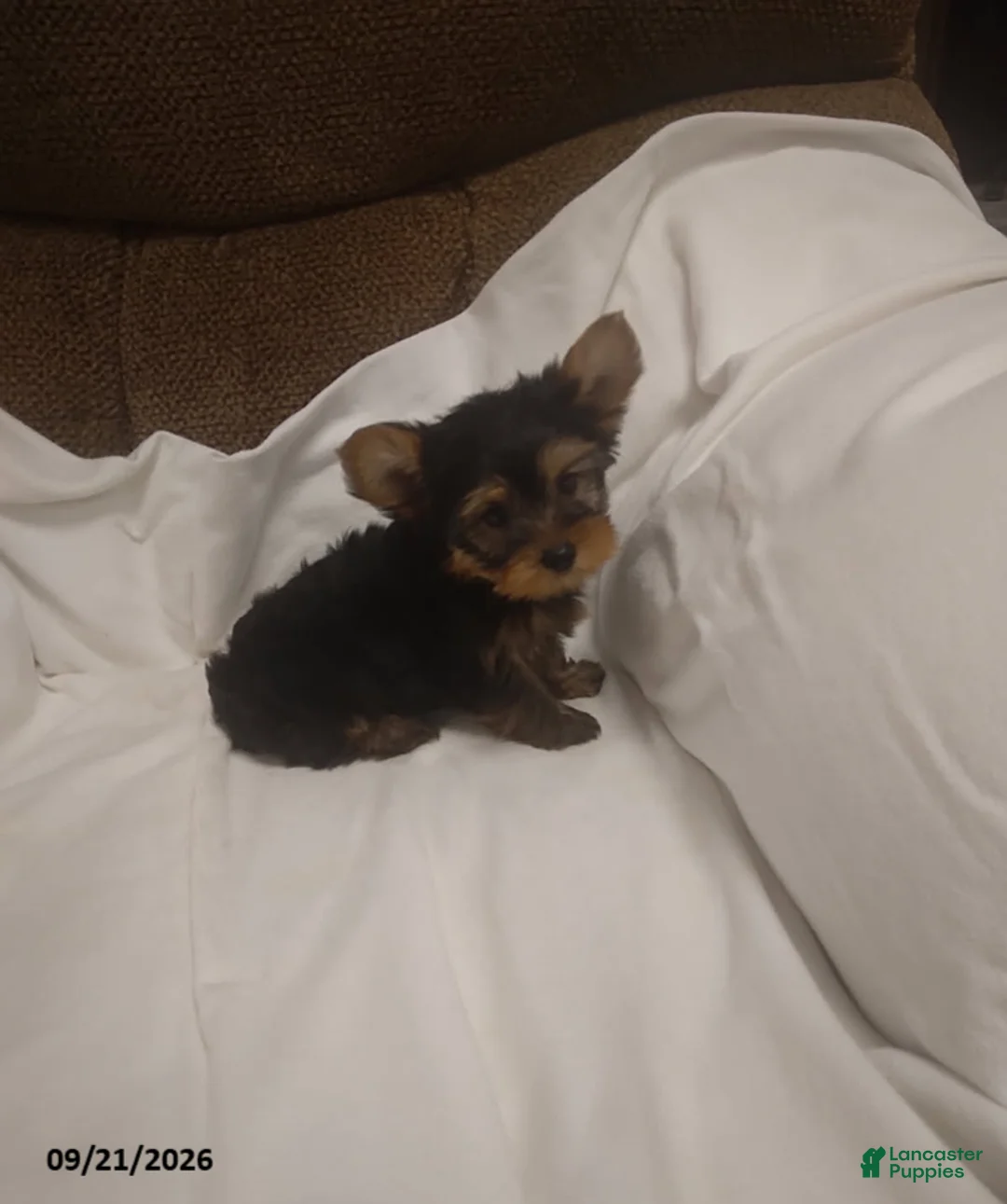 Yorkshire Terrier dogs for sale: Tulip - Ad 2