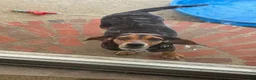 Beagle dogs for sale: Rumi - Ad 4
