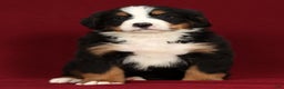 Bernese Mountain Dog dogs for sale: Buddy - Ad 6