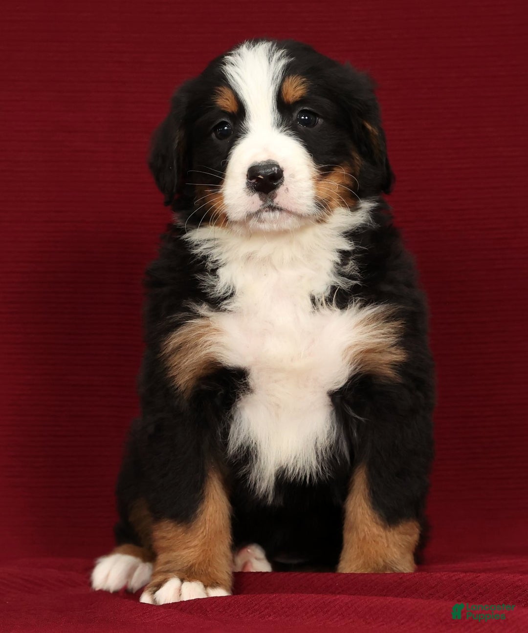 Bernese Mountain Dog dogs for sale: Buddy - Ad 6