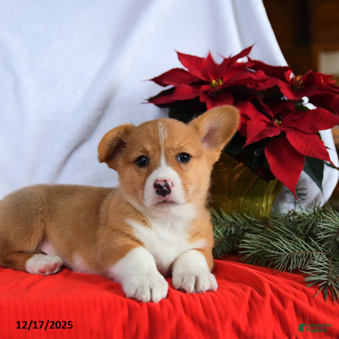 Welsh Corgi Pembroke dogs for sale: Rusty - Ad 2