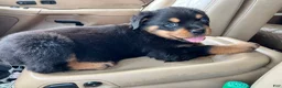 Rottweiler dogs for sale: Rottweiler 1 - Ad 4
