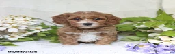 Cockapoo dogs for sale: Julie  - Ad 4