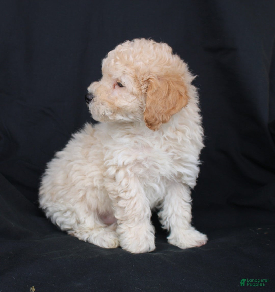 Bichpoo dogs for sale: Pluto - Ad 3