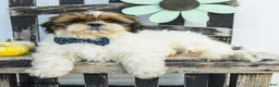 Shih Tzu dogs for sale: Miles - Ad 5