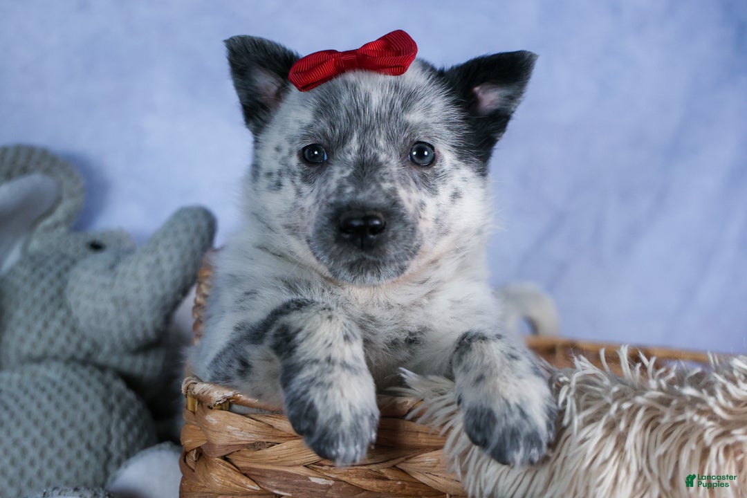 Mixed Breed dogs for sale: DAWN - Ad 6