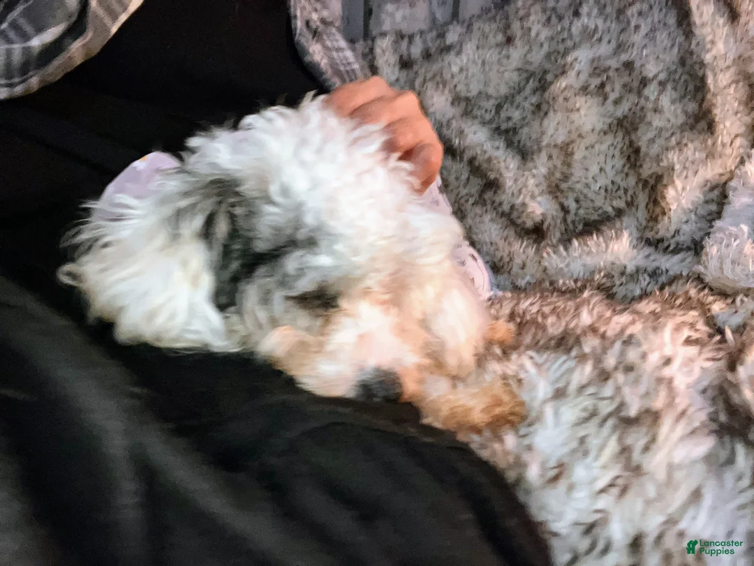 Toy Poodle dogs for sale: ♥️SWEET HAZEL MAE♥️ - Ad 5