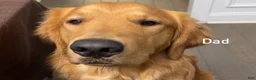 Golden Retriever dogs for sale: Light blue collar Golden Retriever 5 - Ad 5