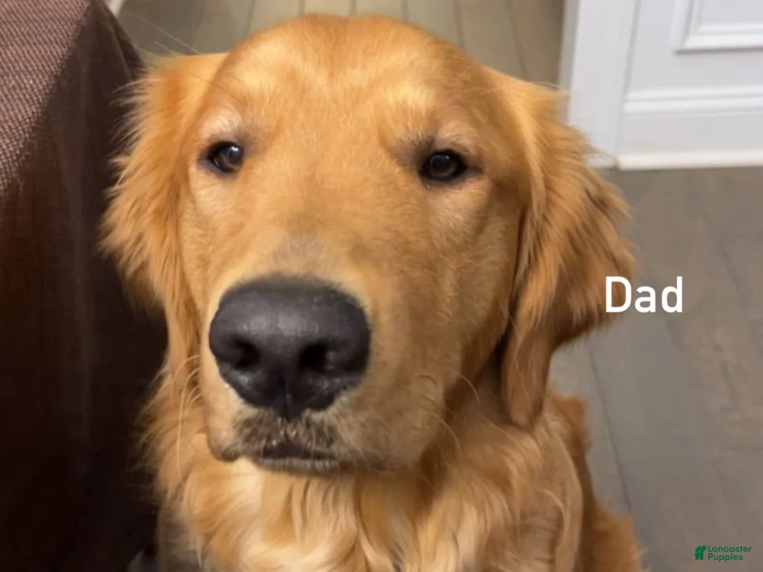Golden Retriever dogs for sale: Light blue collar Golden Retriever 5 - Ad 5