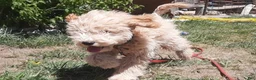 Cockapoo dogs for sale: Grover - Ad 3