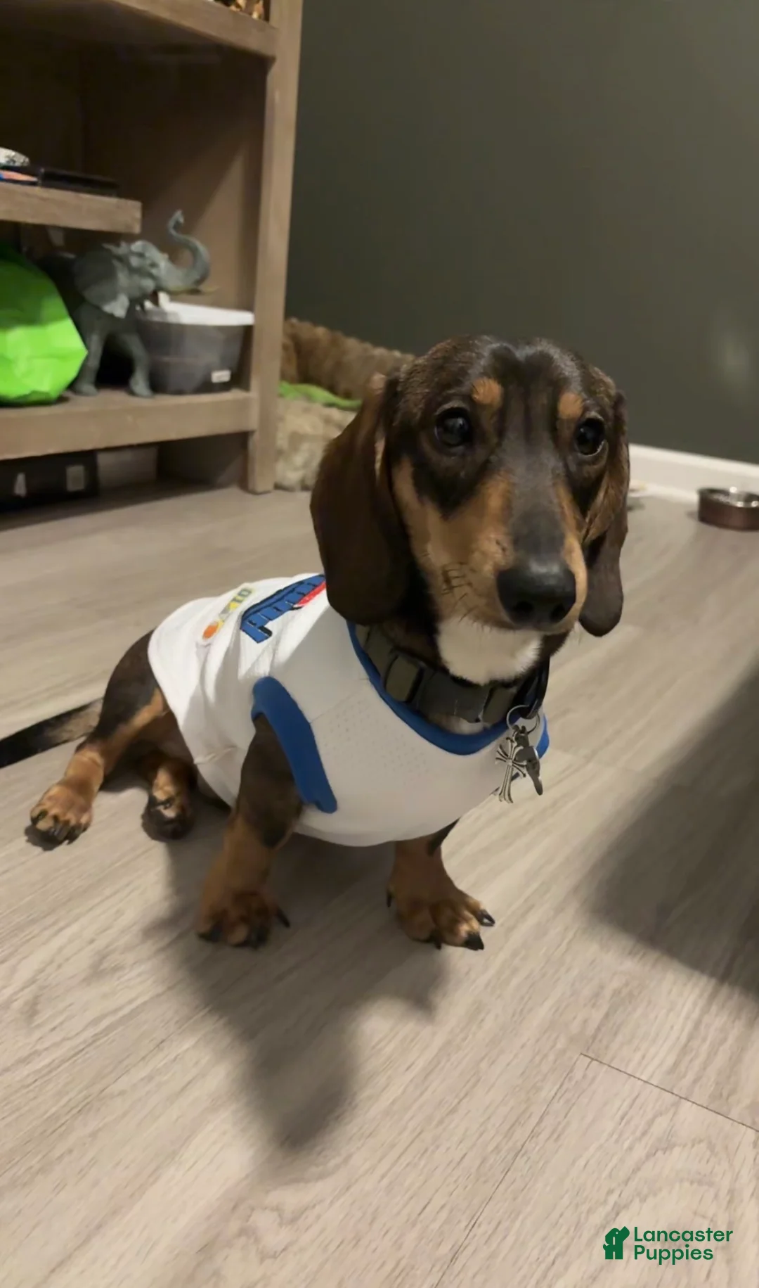Miniature Dachshund dogs for stud: Oatie litter - Ad 1
