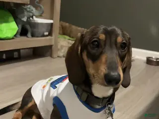 Miniature Dachshund dogs Oatie litter - Ad 1