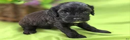Cavapoo dogs for sale: Twink - Ad 24