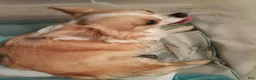 Chihuahua dogs for sale: Chihuahua 4 - Ad 2