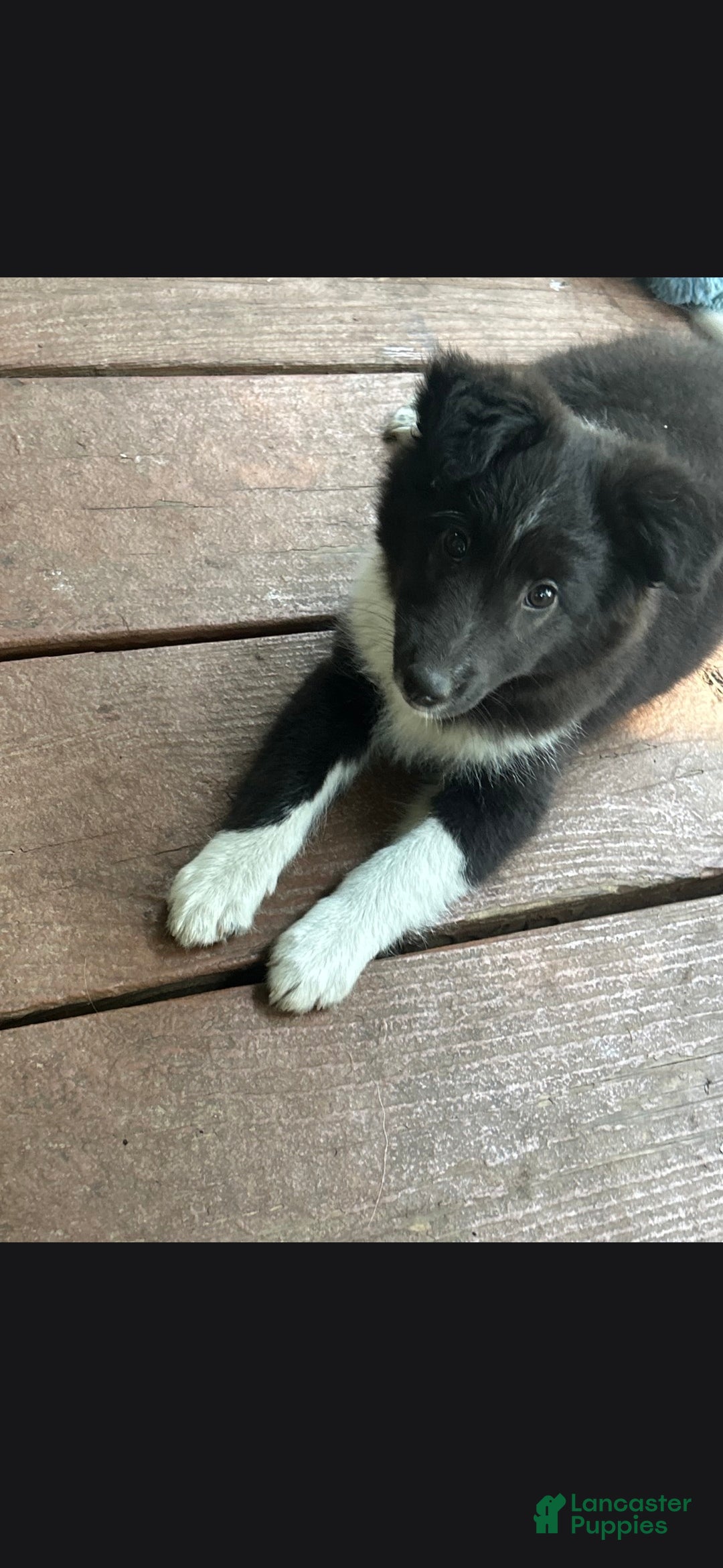 Shetland Sheepdog dogs Sassy - Ad 28