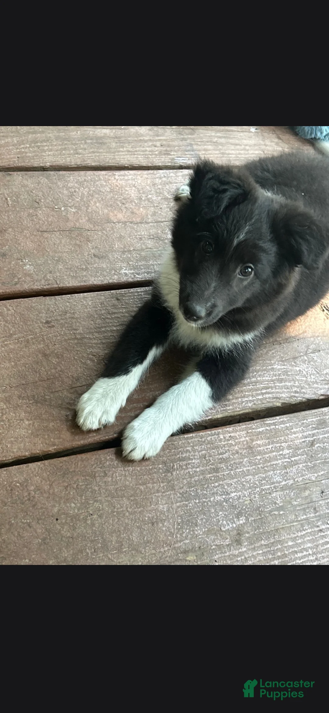 Shetland Sheepdog dogs for sale: Sassy - Ad 1