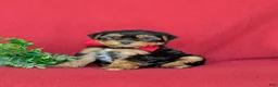 Shorkie dogs for sale: MacDuff Hypoallergenic - Ad 3