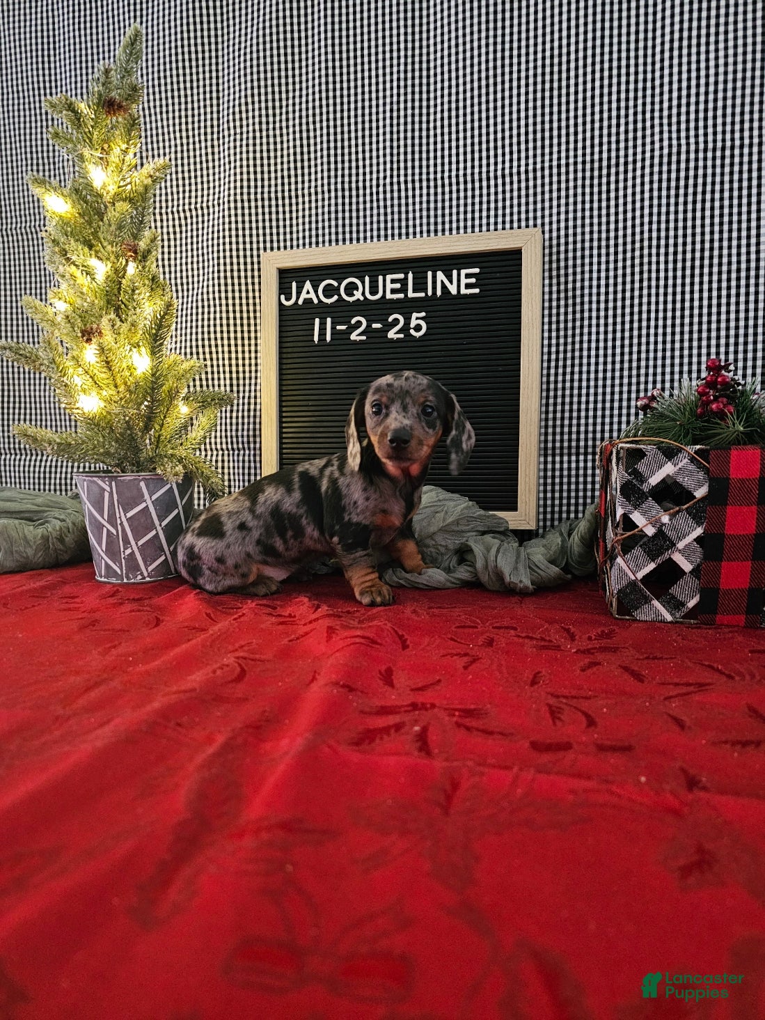 Miniature Dachshund dogs Jacqueline - Ad 17
