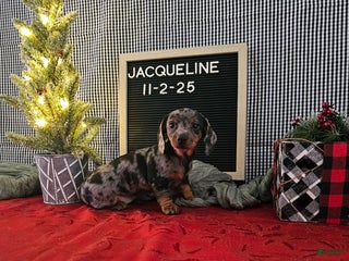Miniature Dachshund dogs Jacqueline - Ad 16