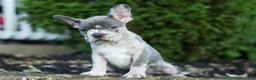 Frenchton dogs for sale: MINDY - Ad 28