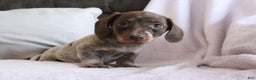 Miniature Dachshund dogs for sale: Sadie - Ad 3