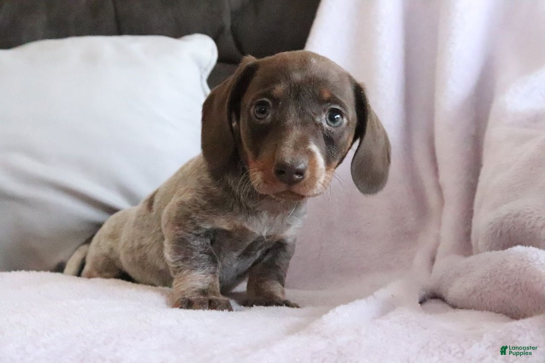 Miniature Dachshund dogs for sale: Sadie - Ad 3