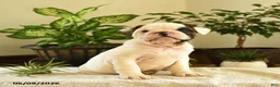 English Bulldog dogs for sale: Jefferson - Ad 2