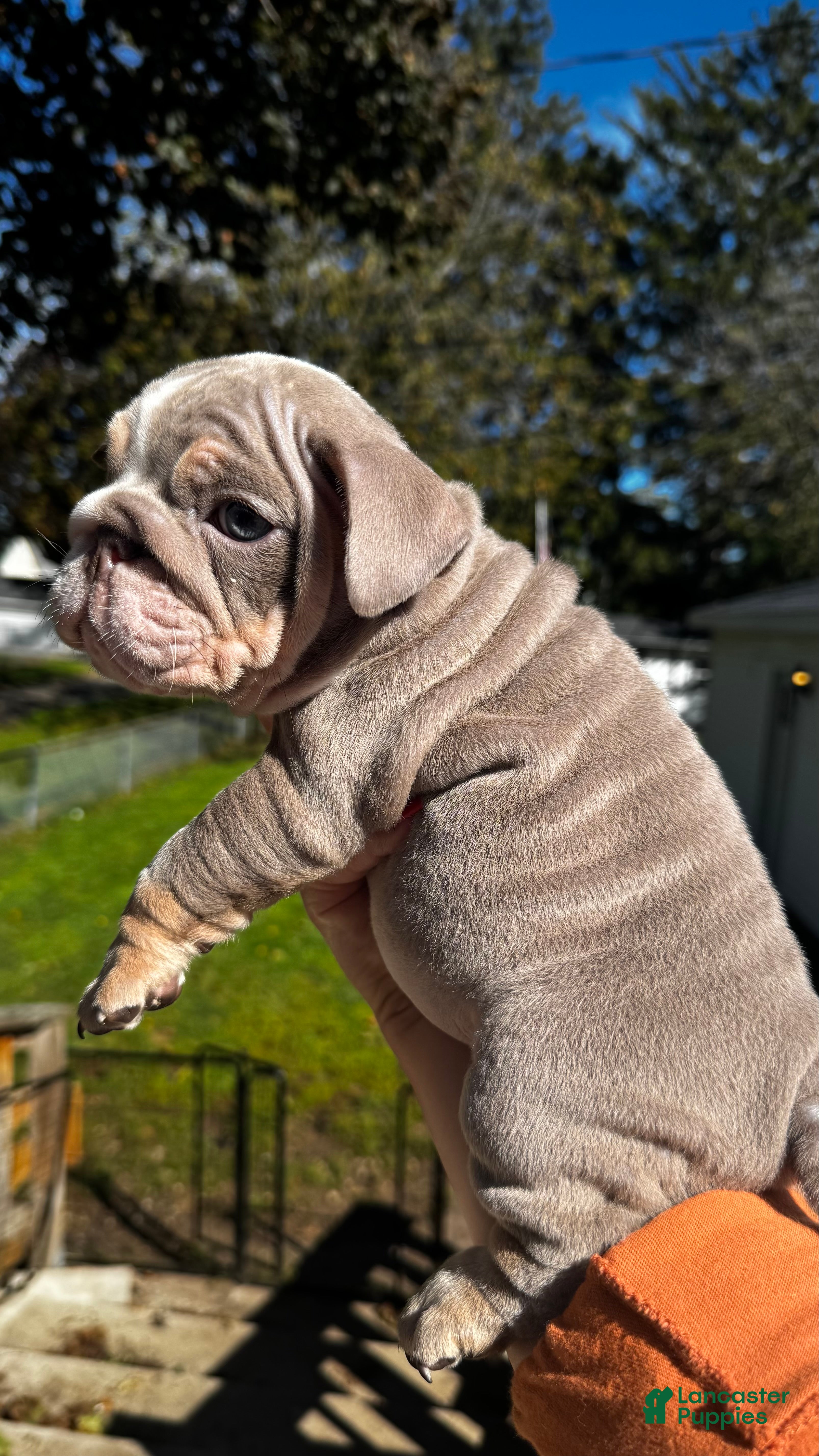 English Bulldog dogs Nebula  - Ad 17