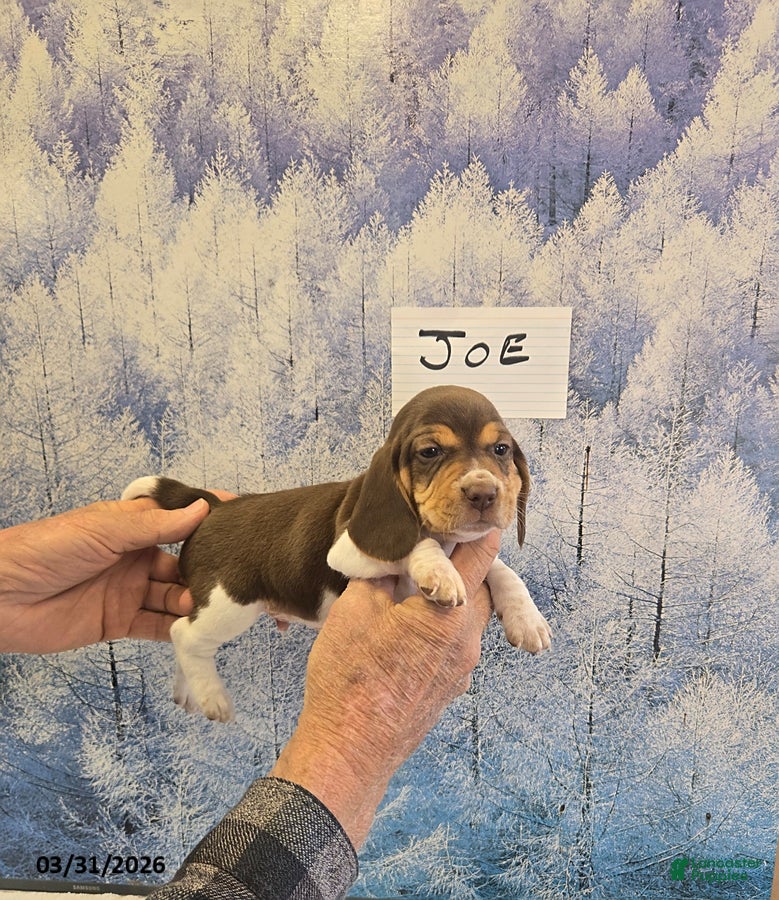 Beagle dogs Joe - Ad 3