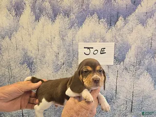 Beagle dogs Joe - Ad 3