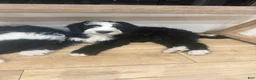 Sheepadoodle dogs for sale: Bandit  - Ad 4