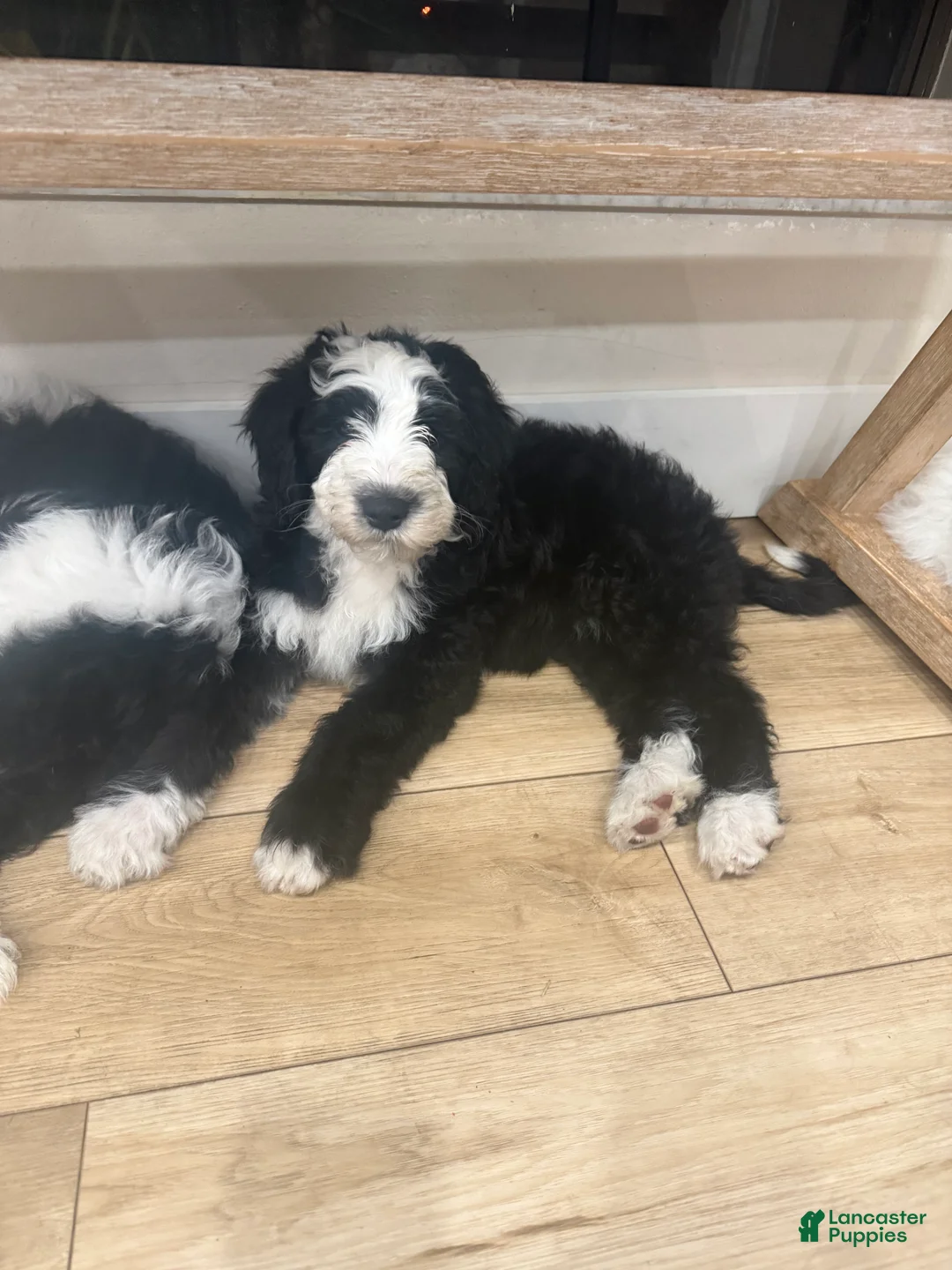 Sheepadoodle dogs for sale: Bandit  - Ad 4