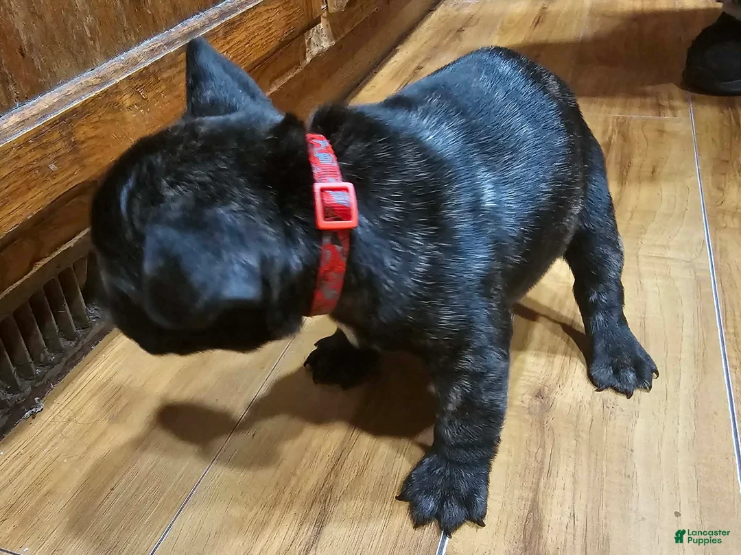 French Bulldog dogs for sale: Bear - Ad 3