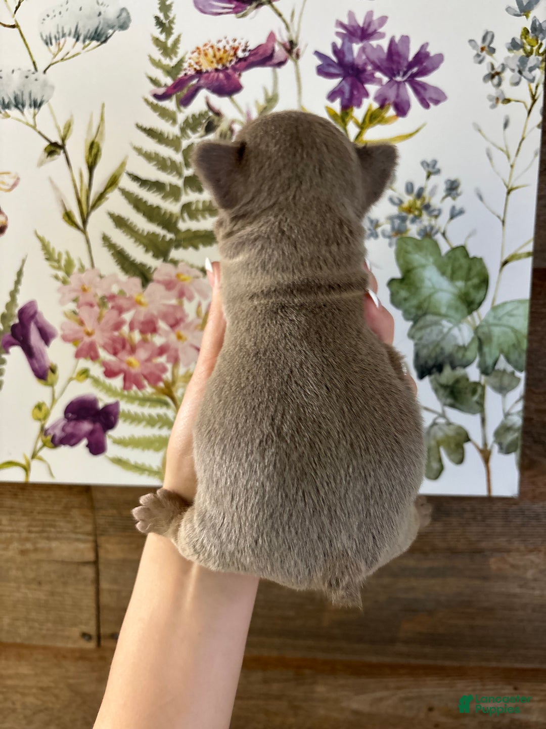 French Bulldog dogs for sale: Scarecrow - Ad 5