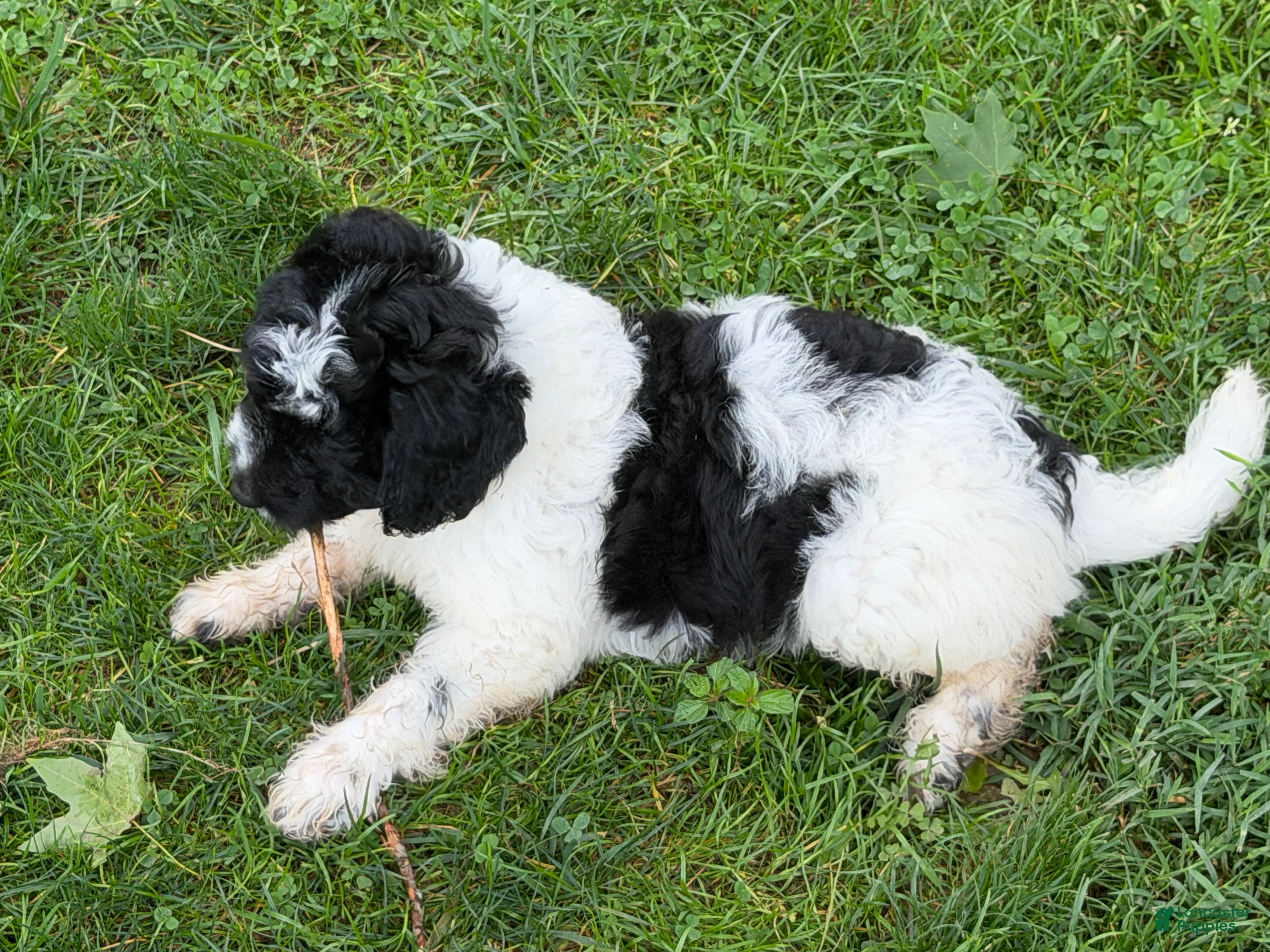 Aussiedoodle dogs Rizzo - Ad 1
