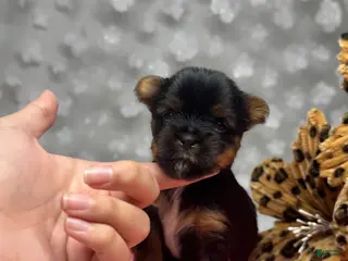 Yorkshire Terrier dogs for sale: Kristoff - Ad 4