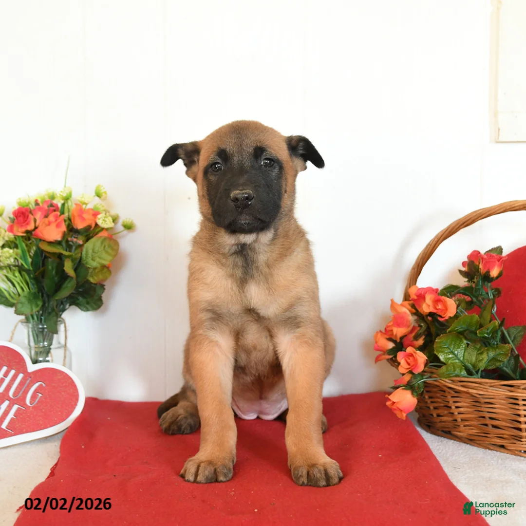 Belgian Malinois dogs for sale: Roxanne - Ad 5