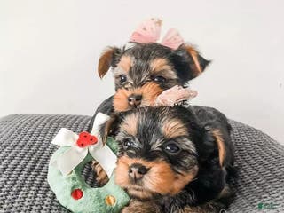 Yorkshire Terrier dogs Yorkshire Terrier Puppy 2 - Ad 3