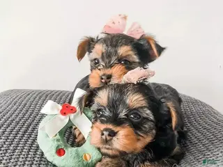 Yorkshire Terrier dogs Yorkshire Terrier Puppy 2 - Ad 8