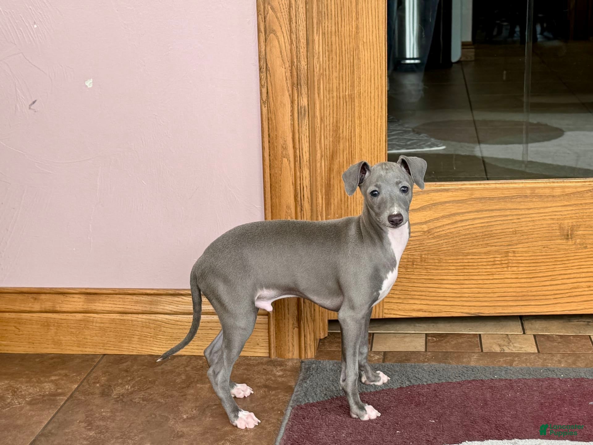 Italian Greyhound dogs for sale: Cj - Ad 1