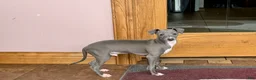 Italian Greyhound dogs for sale: Cj - Ad 11