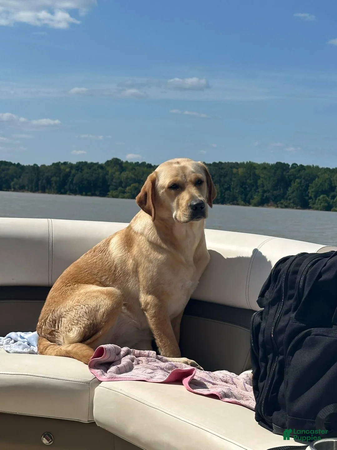 Labrador Retriever dogs for sale: Cola - Ad 2