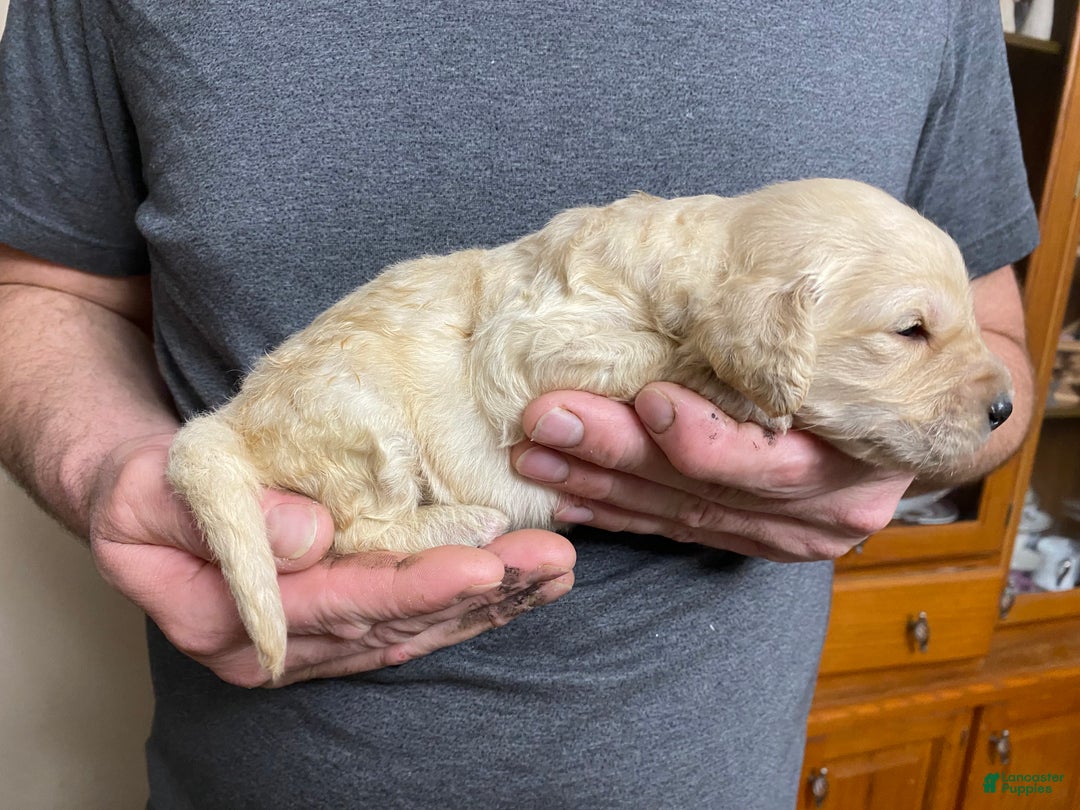 Goldendoodle dogs for sale: Goldendoodle Puppy 4 - Ad 7