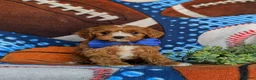 Cavapoo dogs for sale: Murdoch - Ad 3