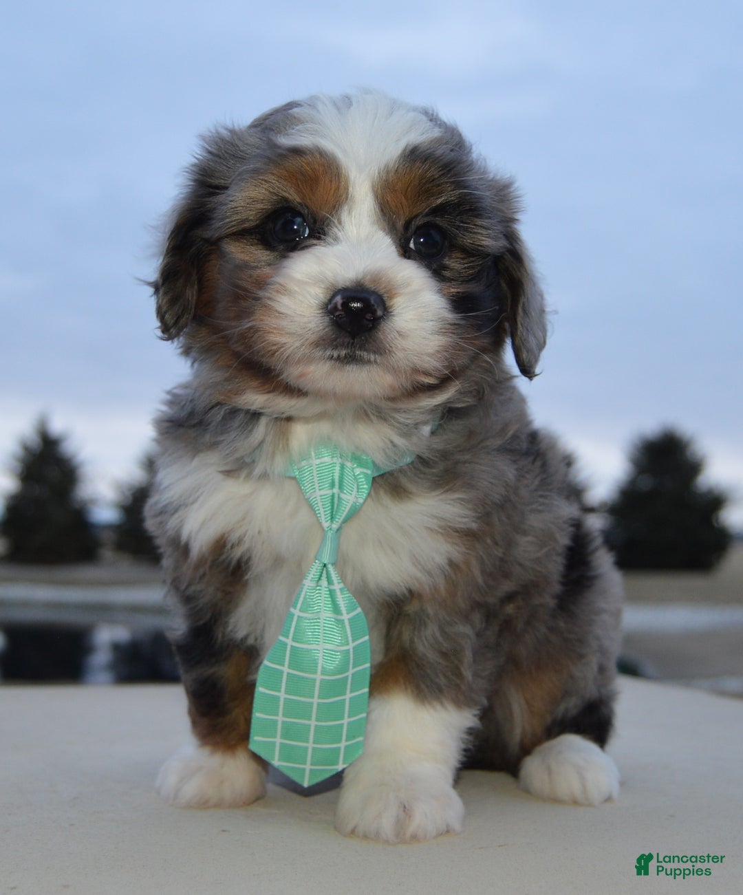 Mini Aussiedoodle dogs for sale: Mini Asher - Ad 8