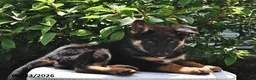 German Shepherd dogs for sale: Majesty - Ad 4