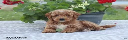 Miniature Poodle dogs for sale: Nathan - Ad 9