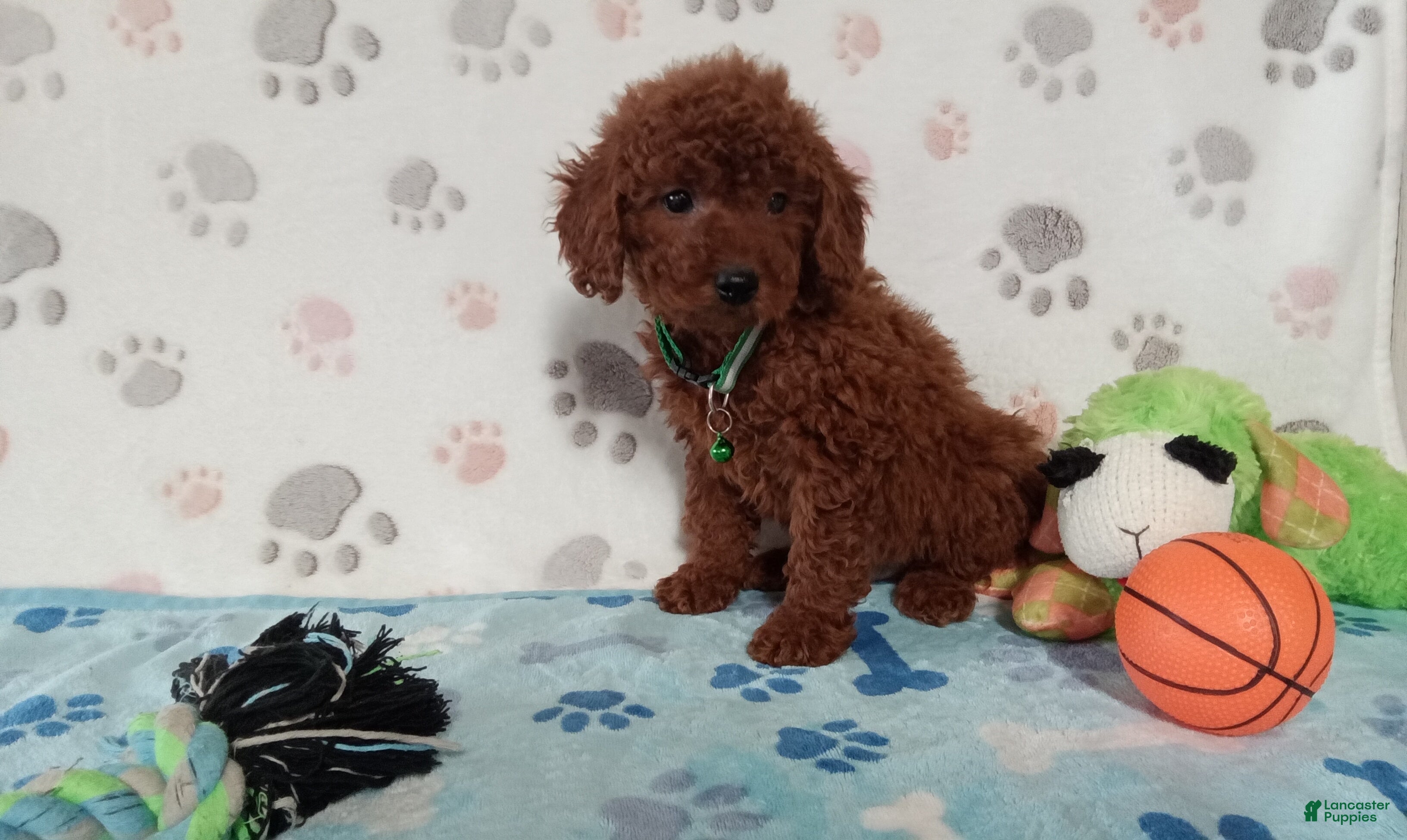 Toy Poodle dogs Alex  - Ad 2